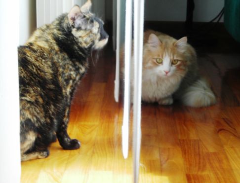 Picture of a cat / kitten / feline