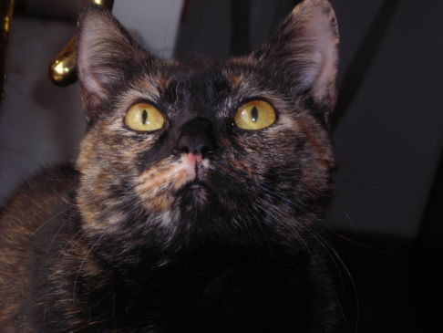 Picture of a cat / kitten / feline