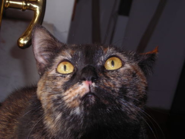 Picture of a cat / kitten / feline