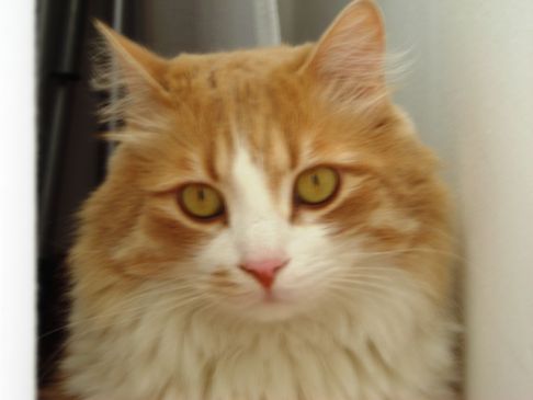 Picture of a cat / kitten / feline