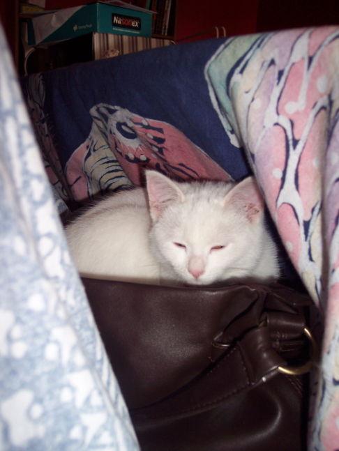 Picture of a cat / kitten / feline