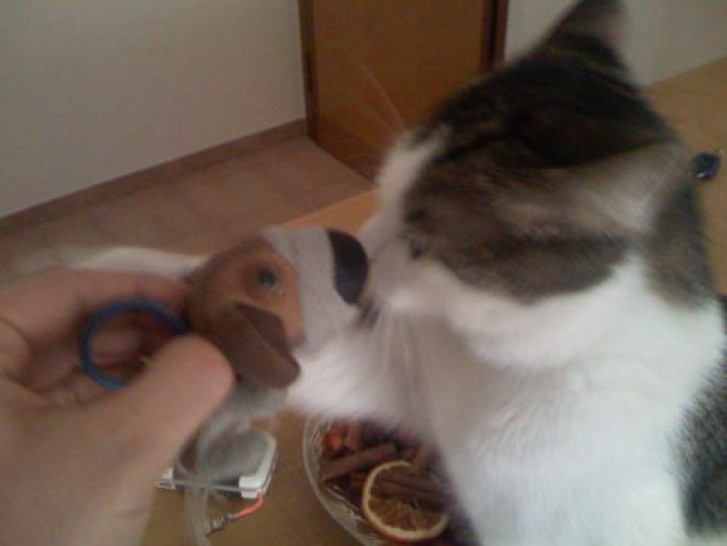 Picture of a cat / kitten / feline