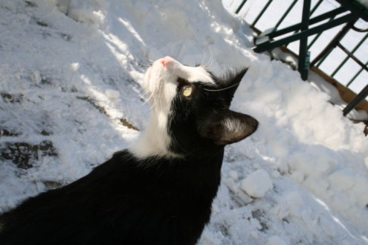 Picture of a cat / kitten / feline