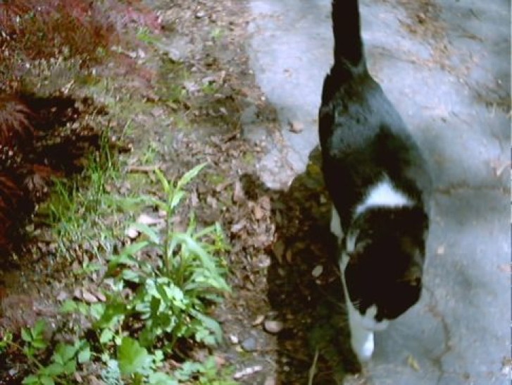 Picture of a cat / kitten / feline