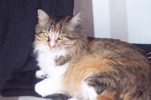 Picture of a cat / kitten / feline