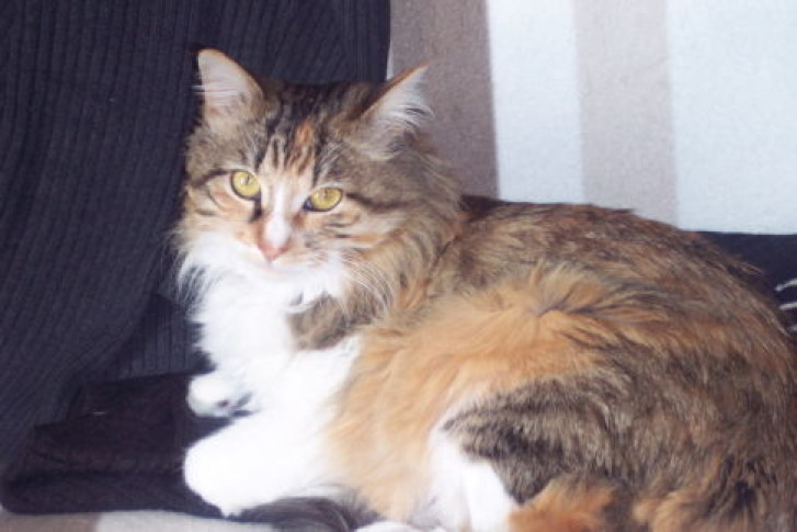 Picture of a cat / kitten / feline