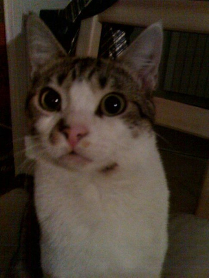 Picture of a cat / kitten / feline