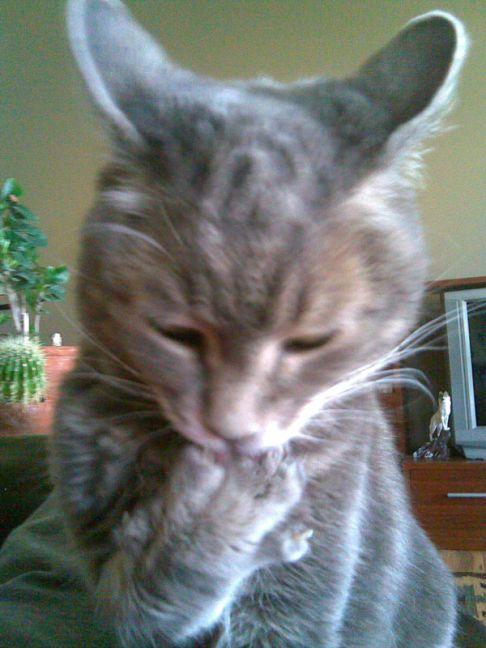 Picture of a cat / kitten / feline