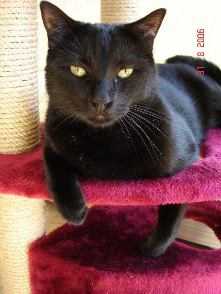 Picture of a cat / kitten / feline