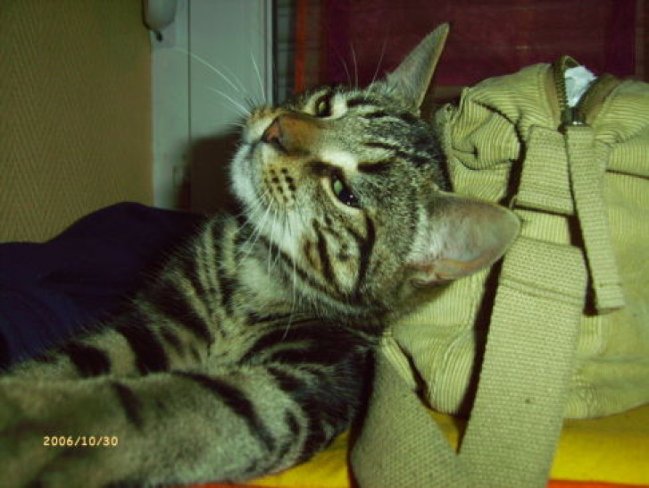 Picture of a cat / kitten / feline