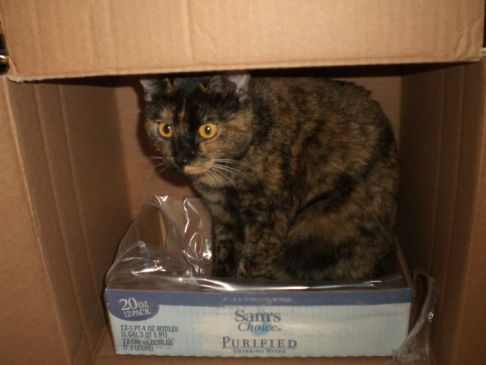 Picture of a cat / kitten / feline