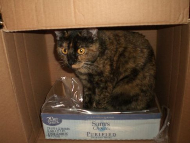 Picture of a cat / kitten / feline