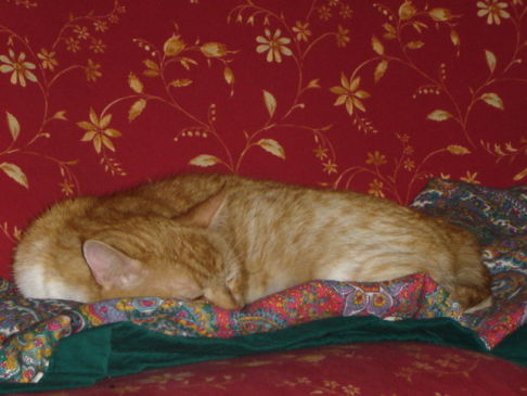 Picture of a cat / kitten / feline