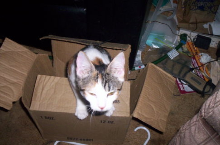 Picture of a cat / kitten / feline