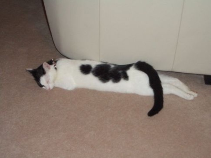 Picture of a cat / kitten / feline