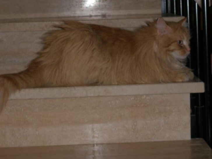 Picture of a cat / kitten / feline