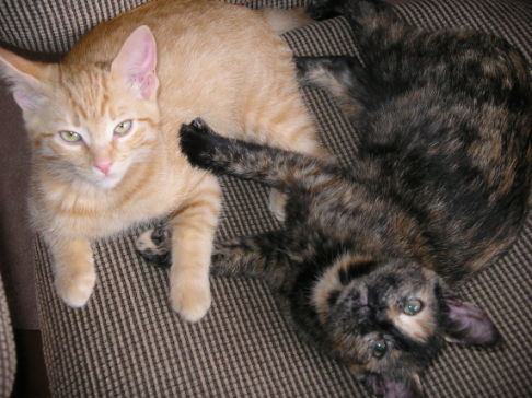 Picture of a cat / kitten / feline