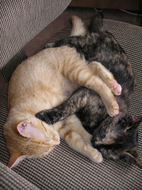 Picture of a cat / kitten / feline