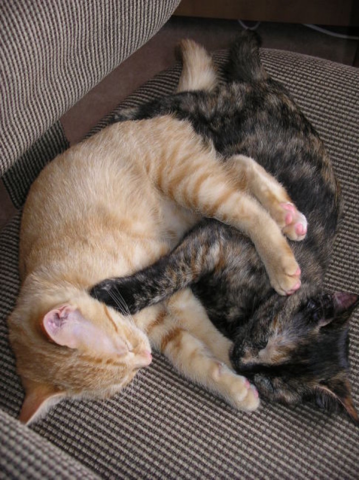 Picture of a cat / kitten / feline