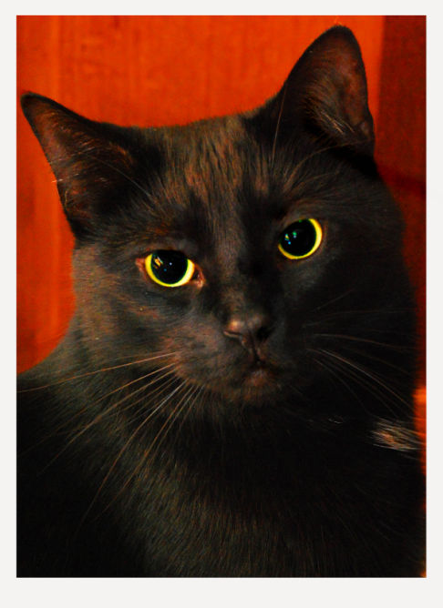 Picture of a cat / kitten / feline