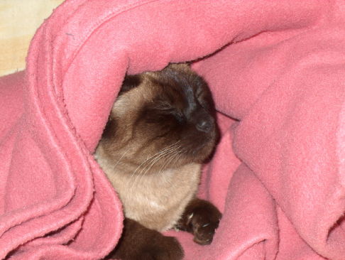 Picture of a cat / kitten / feline