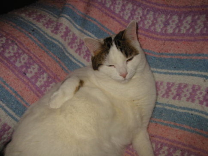 Picture of a cat / kitten / feline