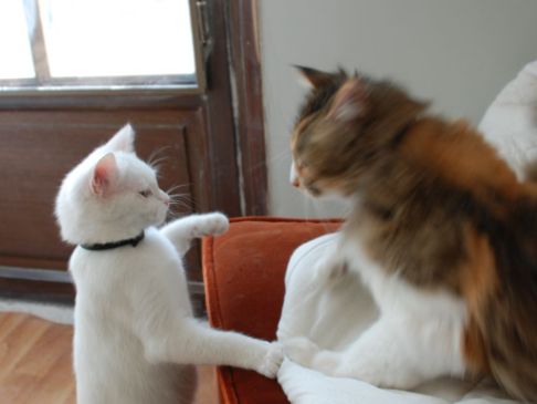 Picture of a cat / kitten / feline