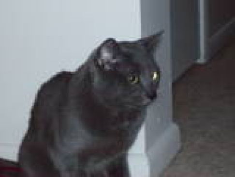 Picture of a cat / kitten / feline