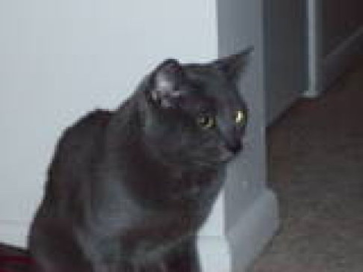 Picture of a cat / kitten / feline