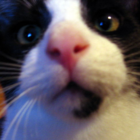 Picture of a cat / kitten / feline