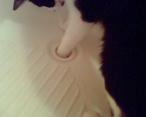 Picture of a cat / kitten / feline