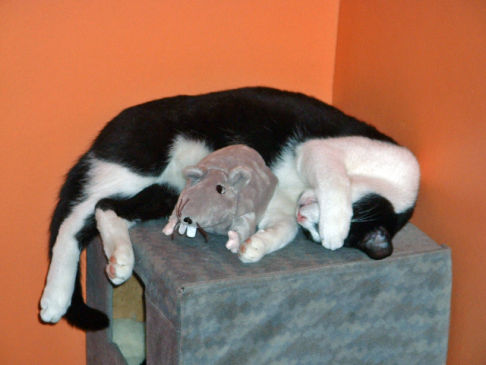 Picture of a cat / kitten / feline