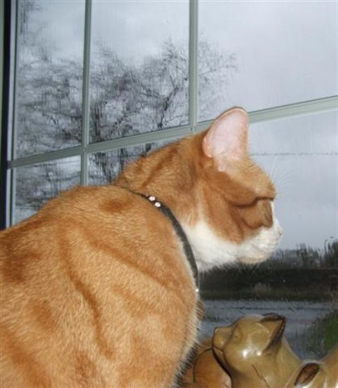 Picture of a cat / kitten / feline