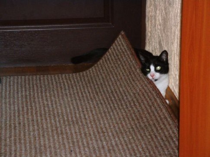 Picture of a cat / kitten / feline