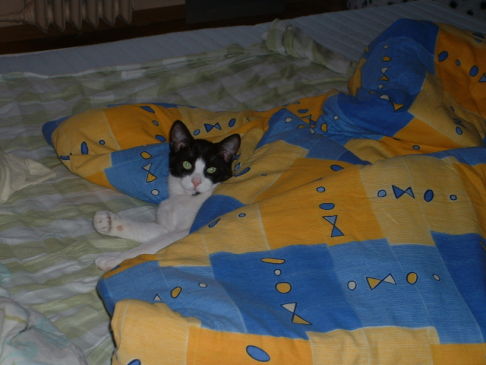 Picture of a cat / kitten / feline