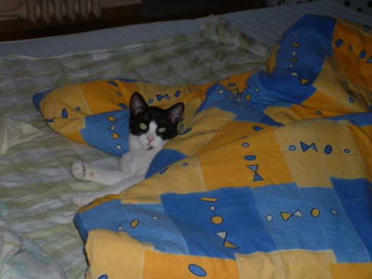 Picture of a cat / kitten / feline