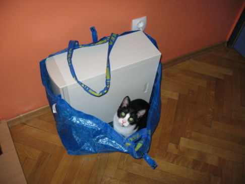 Picture of a cat / kitten / feline