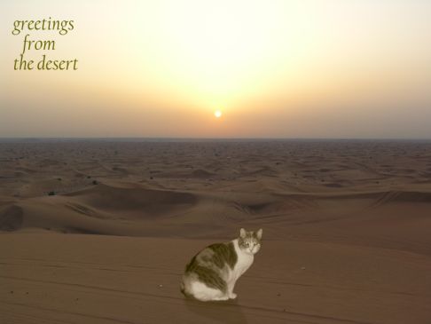 Picture of a cat / kitten / feline