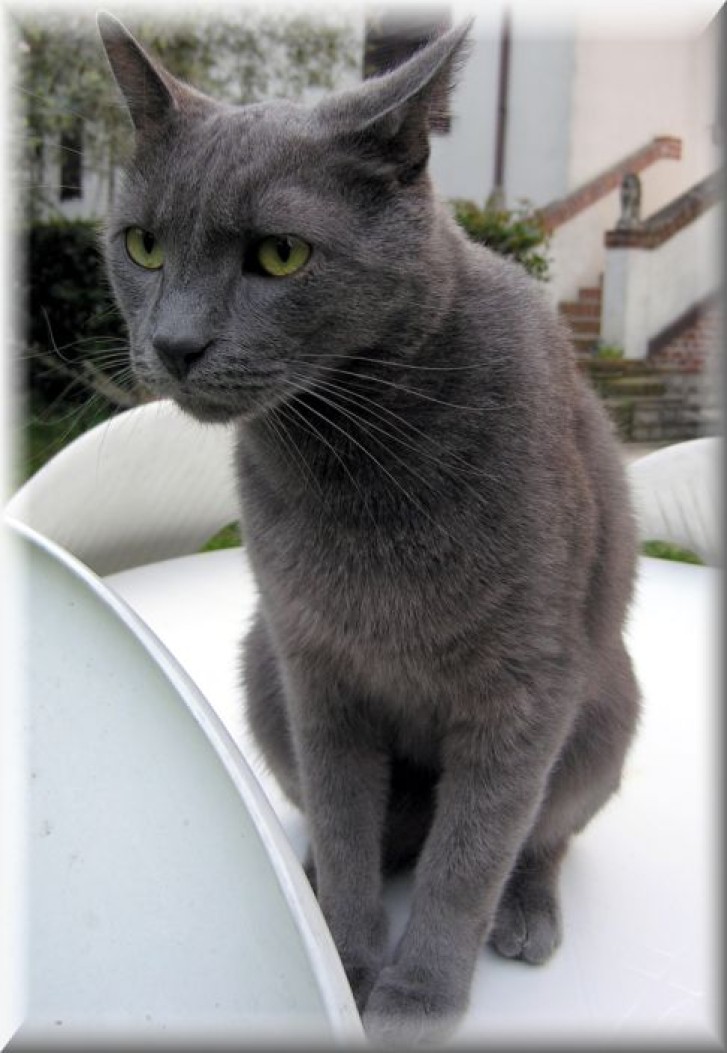 Picture of a cat / kitten / feline