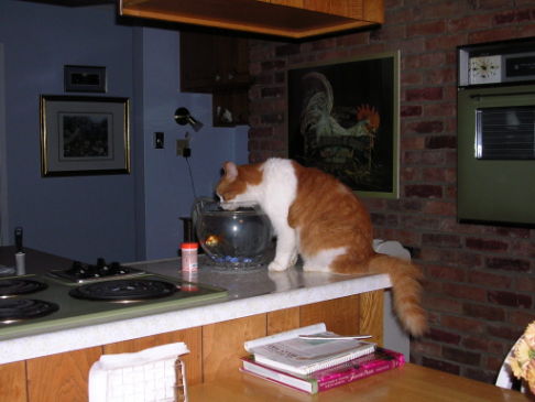 Picture of a cat / kitten / feline