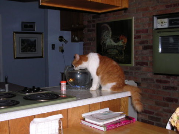 Picture of a cat / kitten / feline