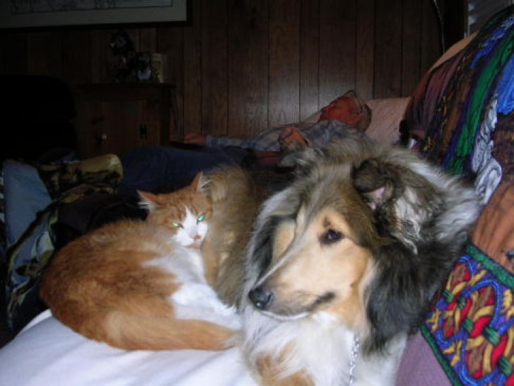 Picture of a cat / kitten / feline