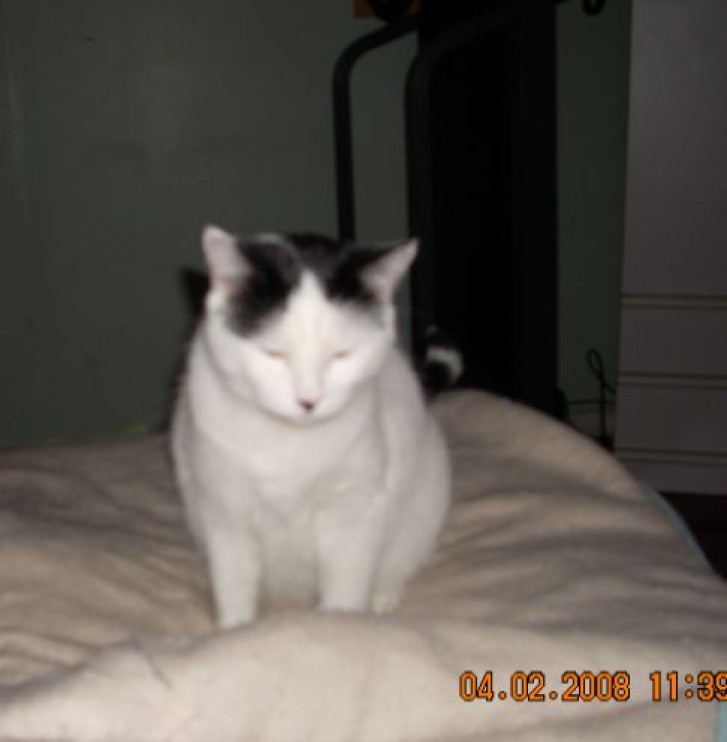 Picture of a cat / kitten / feline