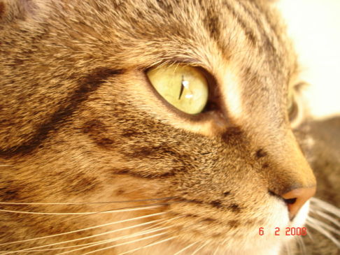 Picture of a cat / kitten / feline