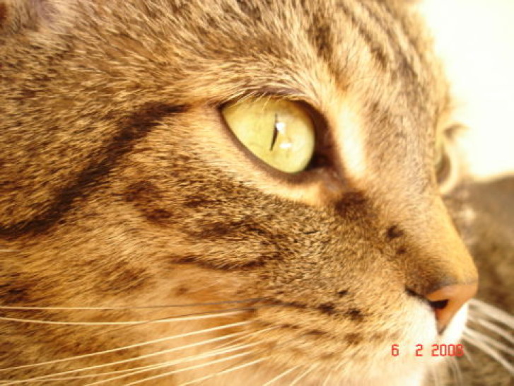 Picture of a cat / kitten / feline