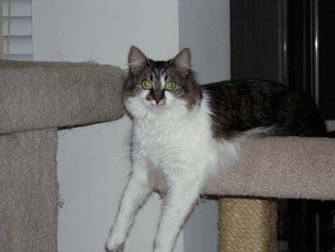 Picture of a cat / kitten / feline