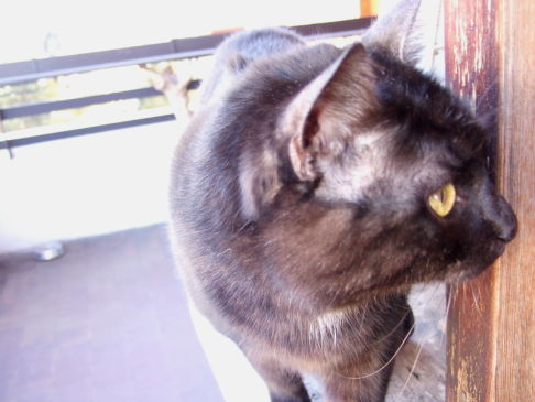 Picture of a cat / kitten / feline