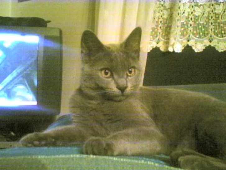 Picture of a cat / kitten / feline