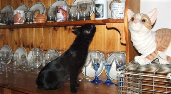 Picture of a cat / kitten / feline