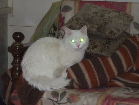 Picture of a cat / kitten / feline